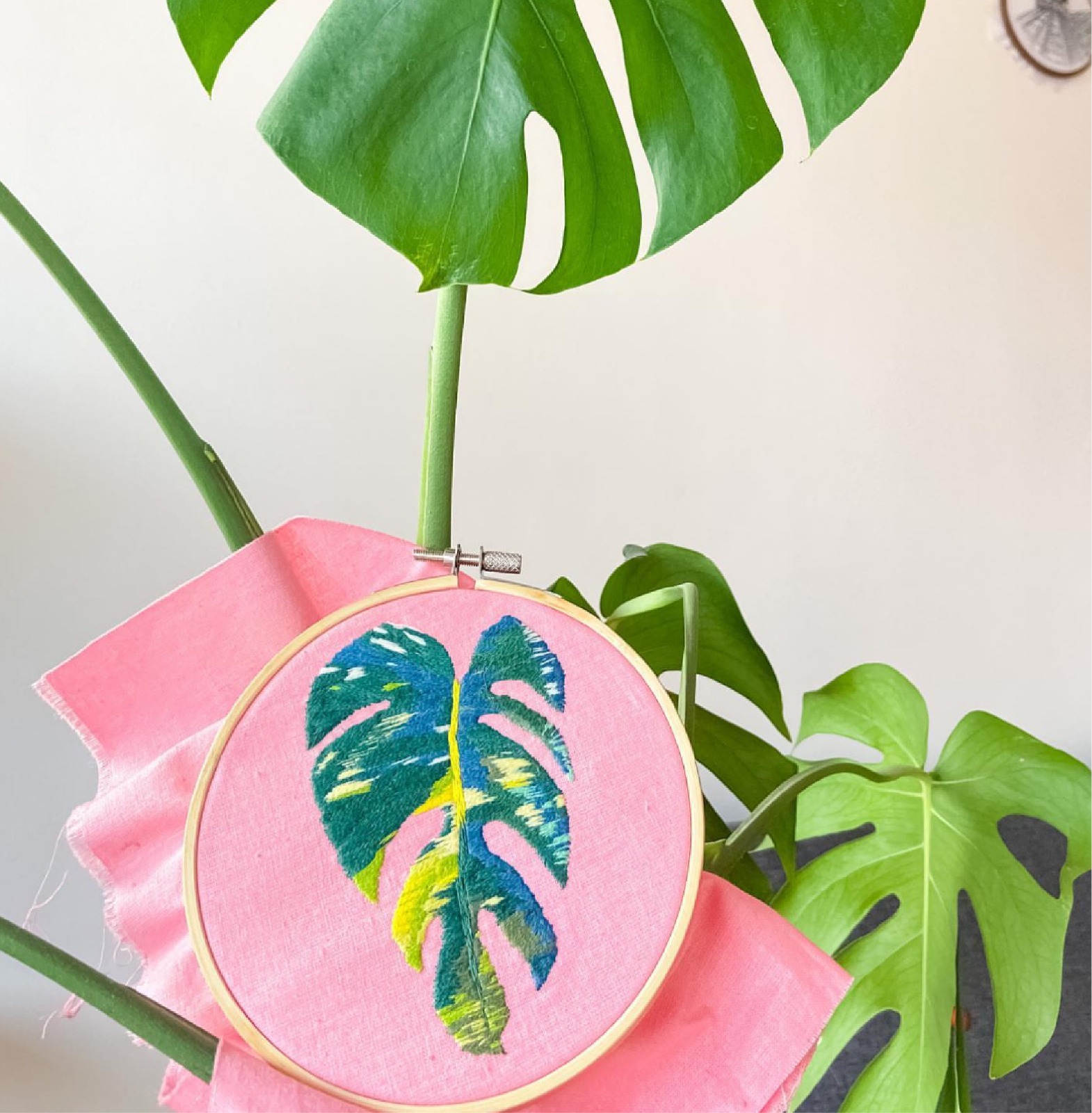 Monstera